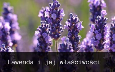 Lawenda i jej właściwości