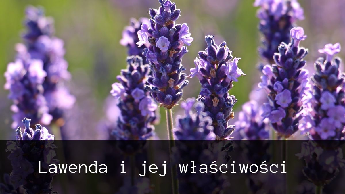 lawenda i jej właściwości