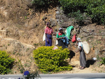 sri lanka plantacja herbaty Sri Lanka plantacja herbaty, zbiór białej herbaty