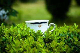Herbaty wiosenne na poprawę nastroju i przypływ energii